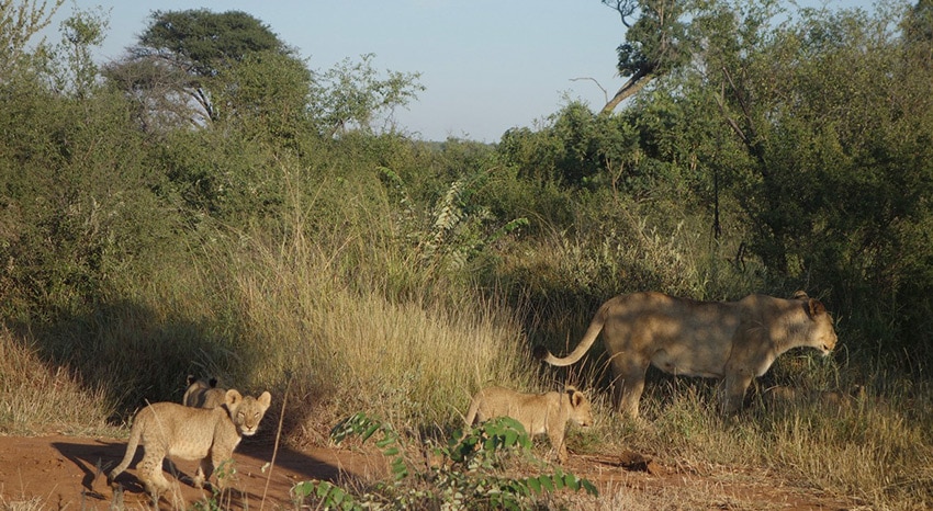 Loewen im Madikwe Game Reserve