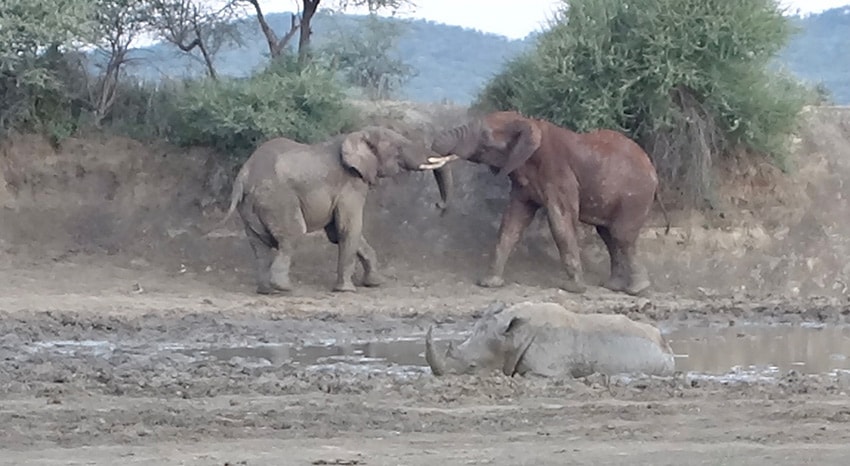 Zwei Elefanten und ein Nashorn