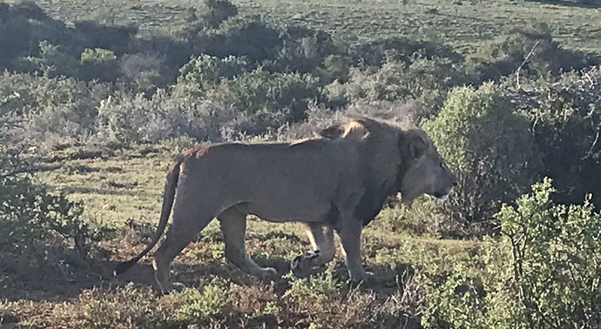 Loewe Suedafrika