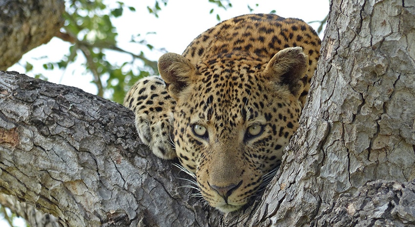 Leopard Suedafrika