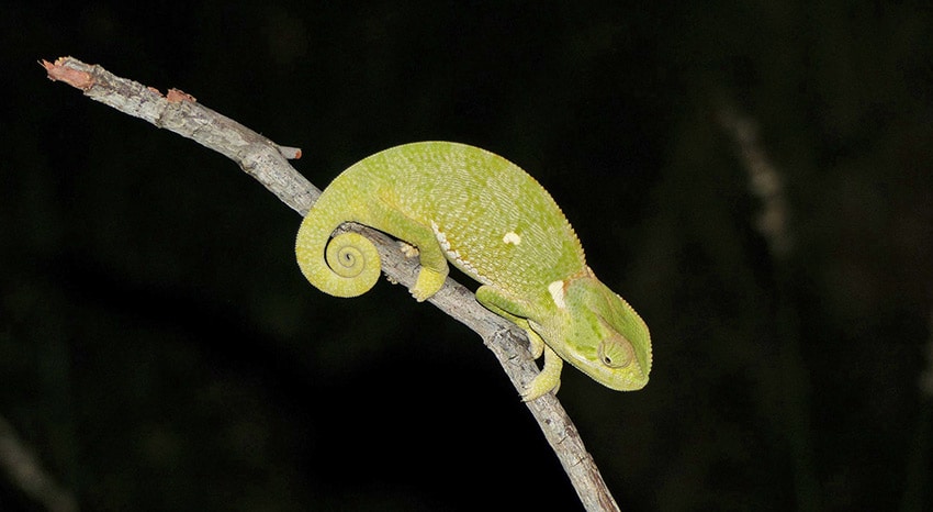 Chamaeleon Suedafrika