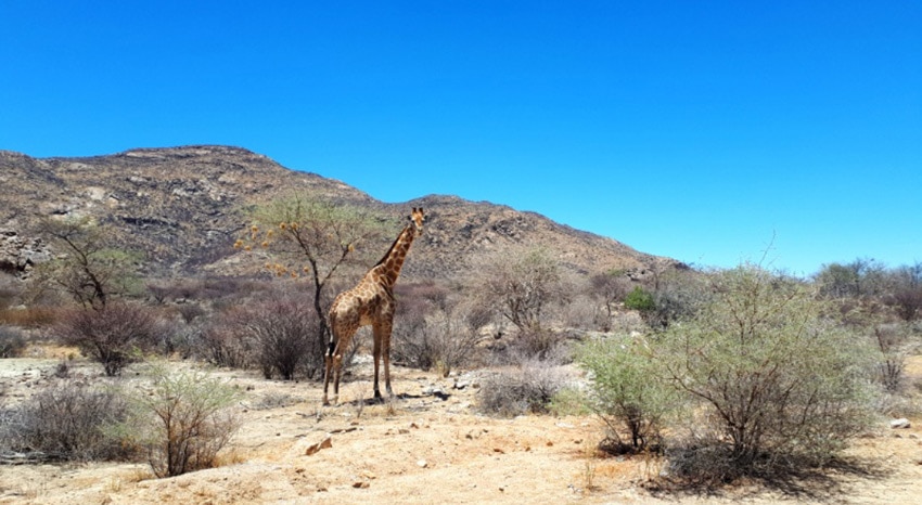 Giraffe in Namibia