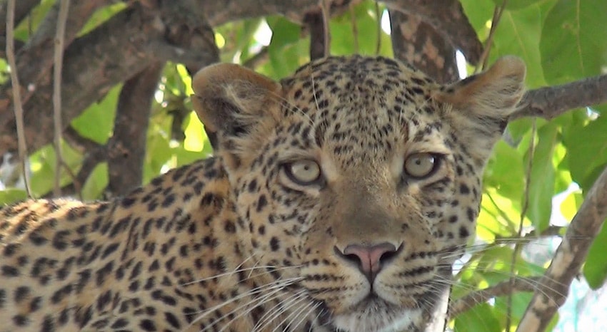 Leopard im Baum