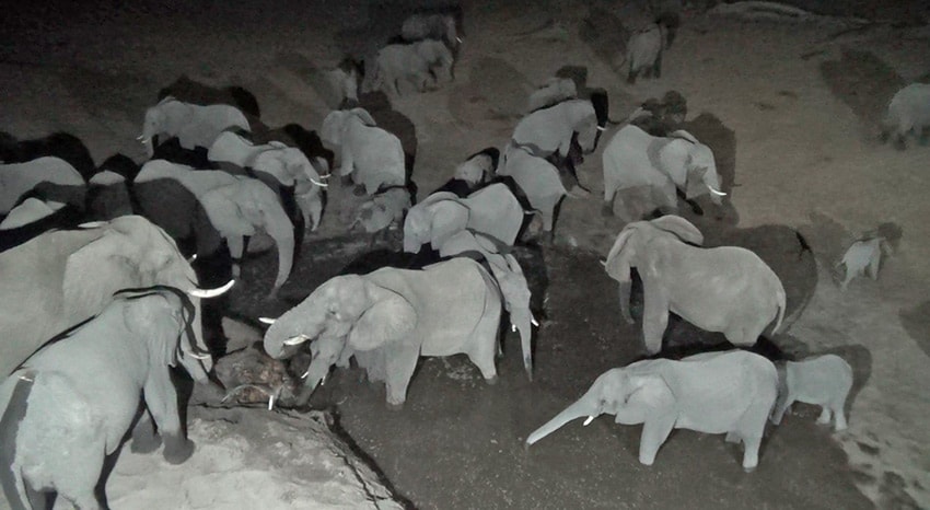 Elefantenherde bei Nacht