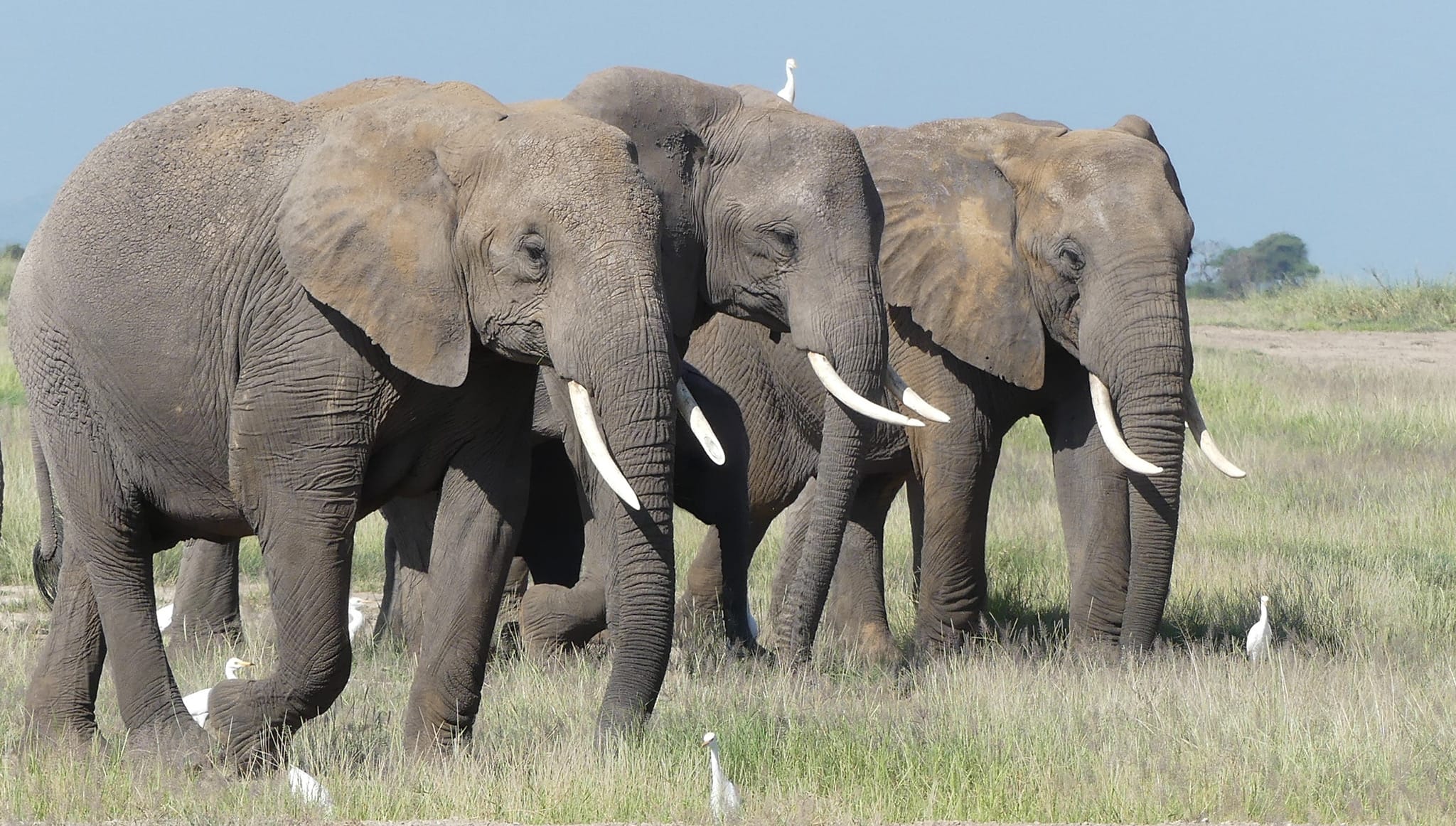 Drei Elefanten in Kenia