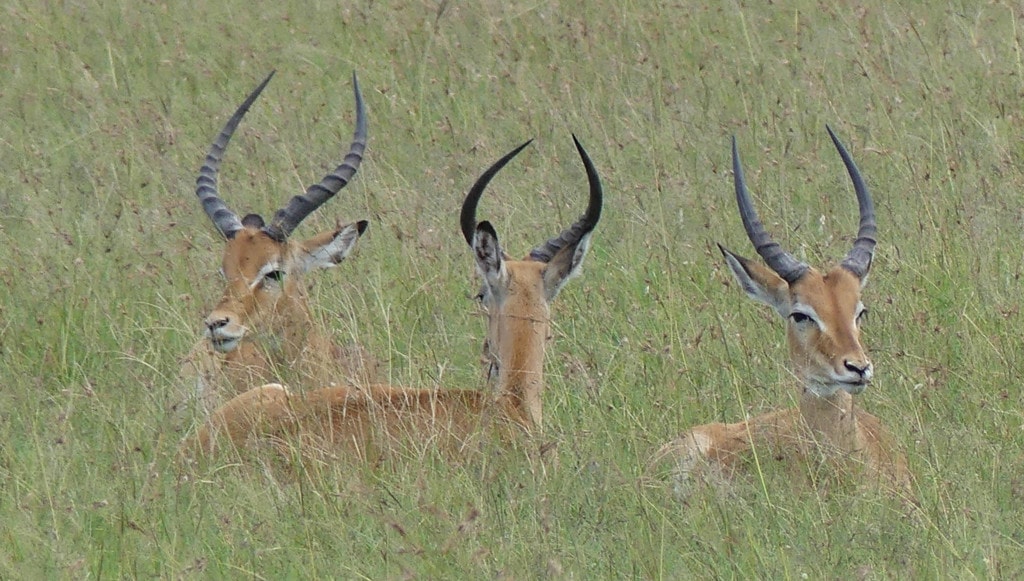 Impala in Kenia