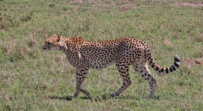 Gepard in der Masai Mara