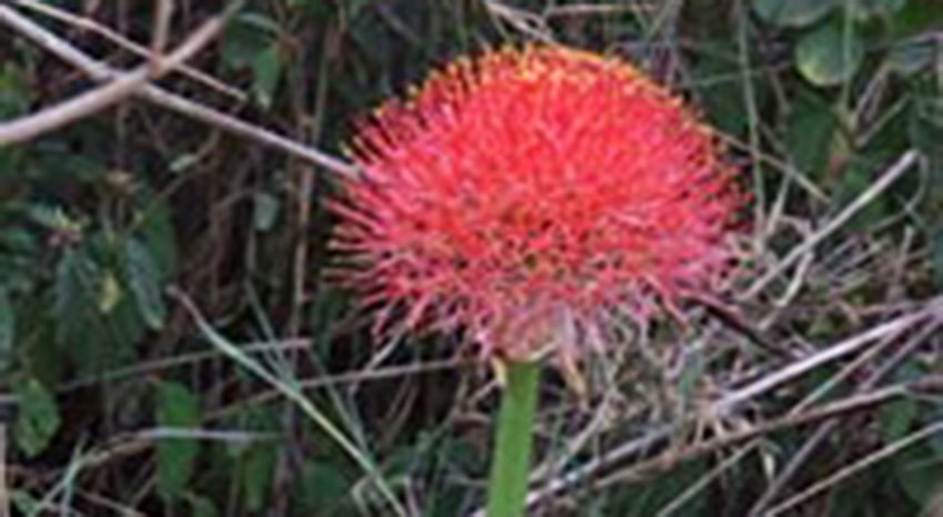African Blood Lily