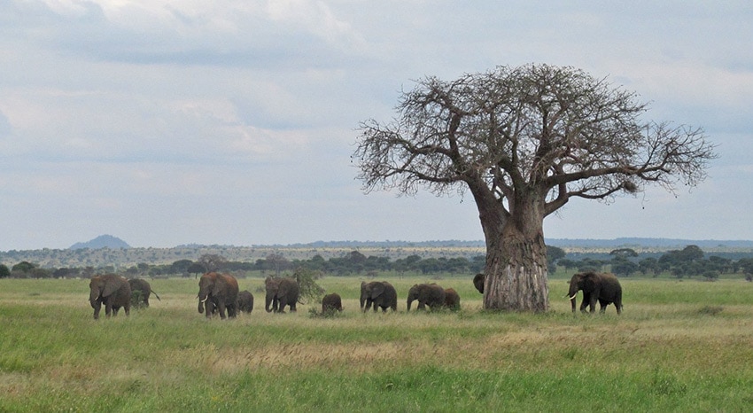 Elefanten im Tarangire National Park