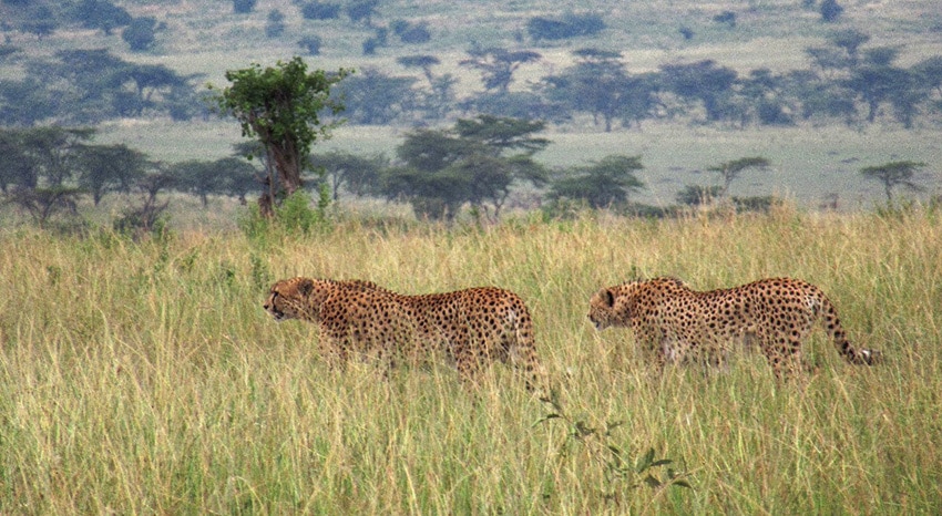 Geparden in der Serengeti