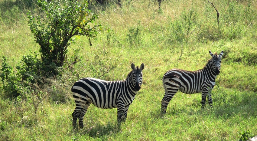 Zebra in Tansania