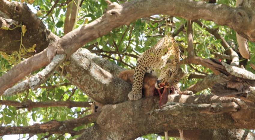 Leopard mit Beute