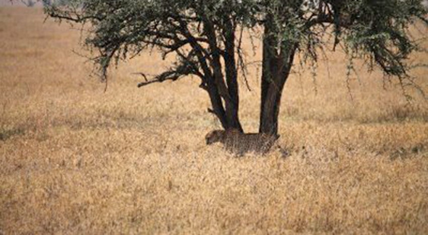 Gepard auf der lauer