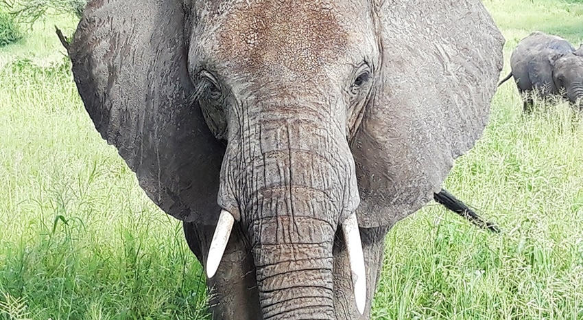 Elefanten-Sichtung auf einer Camping-Safari