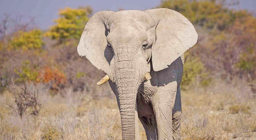 Elefant in Namibia