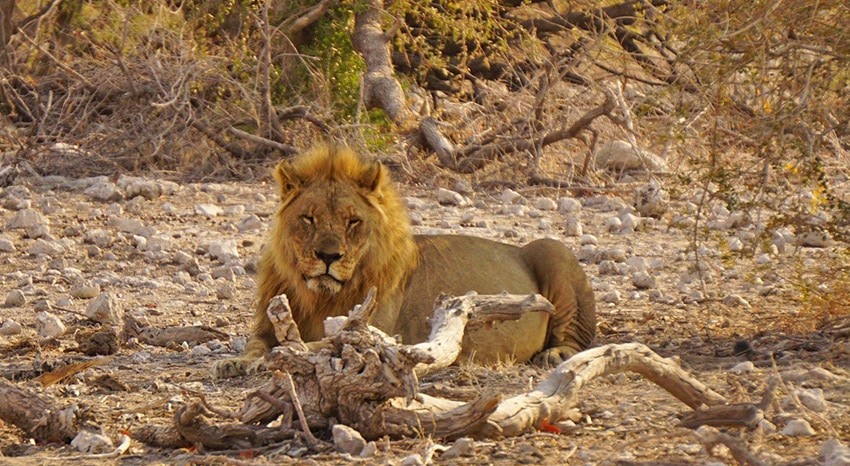 Loewe im Etosha