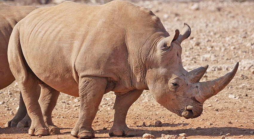 Nashorn in Namibia