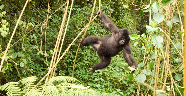 033gorillas-2
