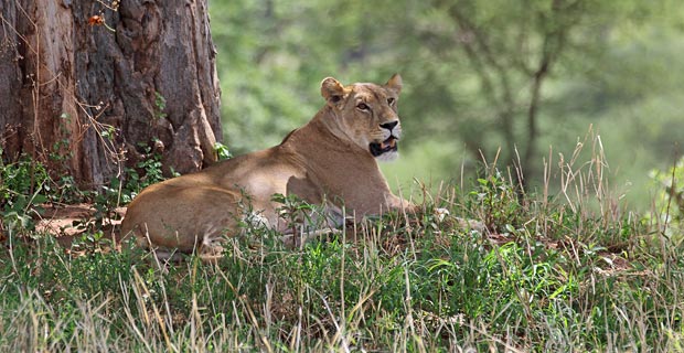 04Loewin-Tarangire