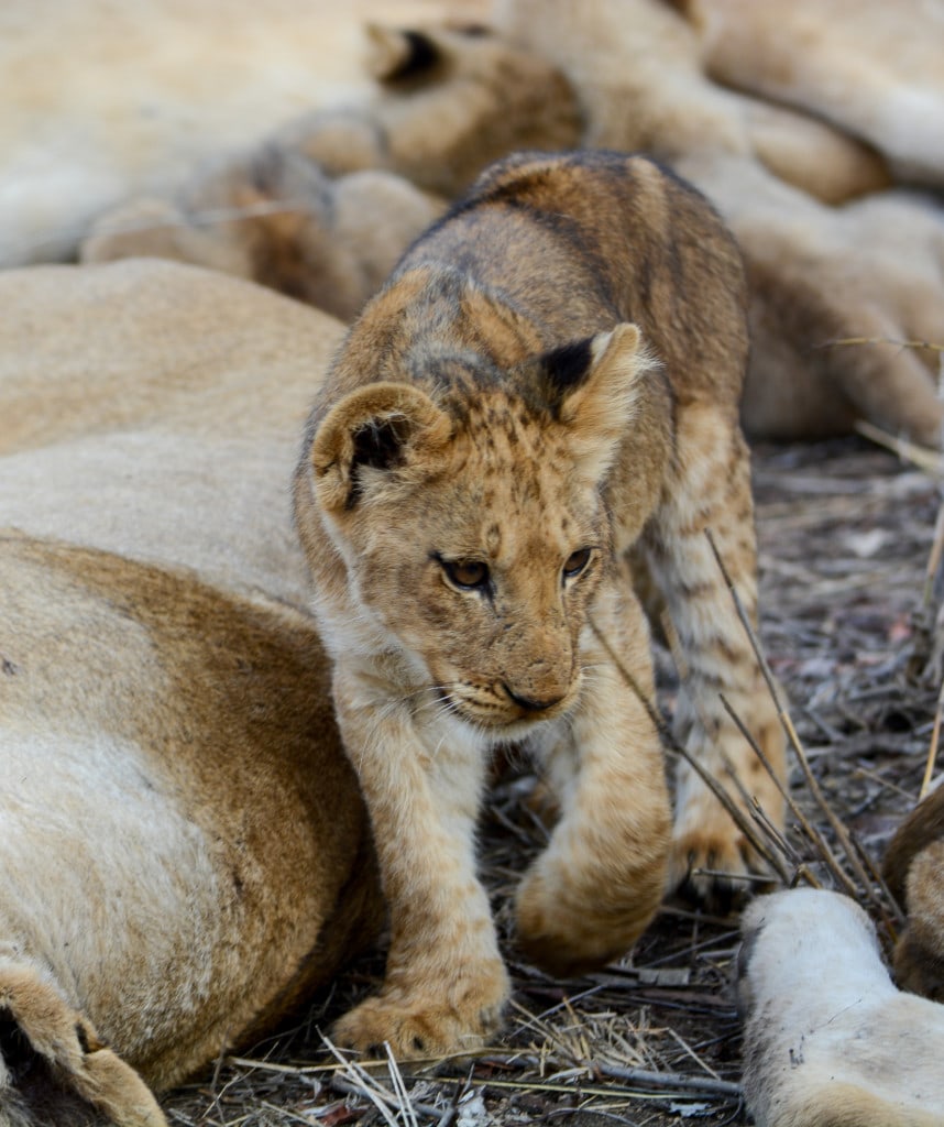 Highlights Timbavati Safari Wildlife