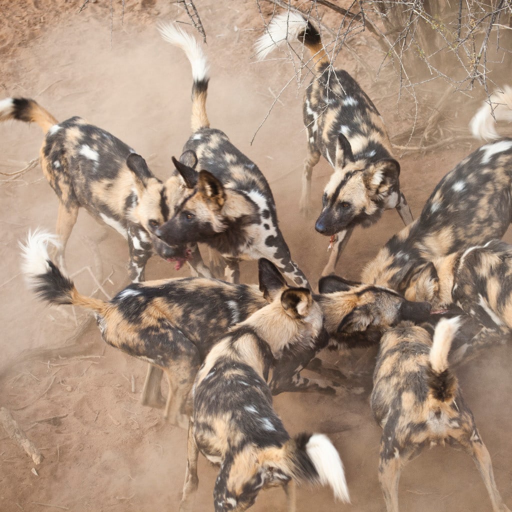Timbavati Safari Afrikanische Wildhunde