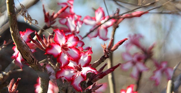 Wann ist die beste Reisezeit in Südafrika
