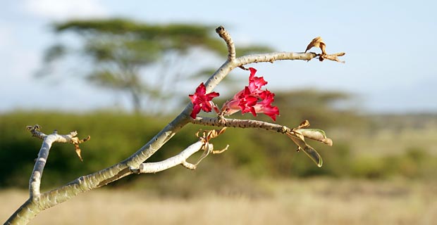 Warum sollte man nach Kenia reisen?