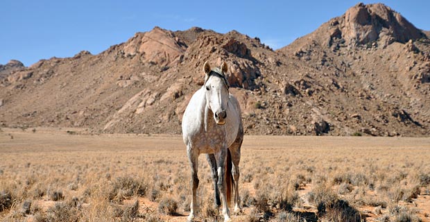 Wo gibt es heute noch Wildpferde Namibia