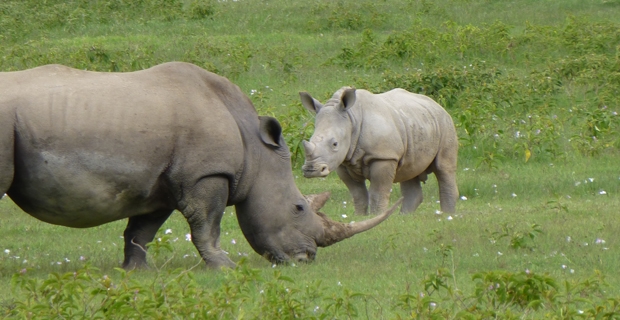 10_gb_LNakuru