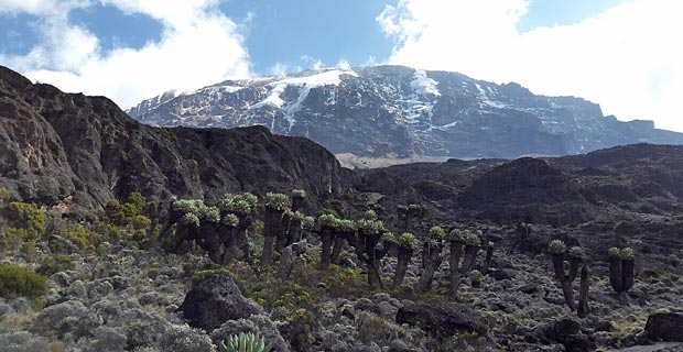 1_kilimanjaro_elefant-tours