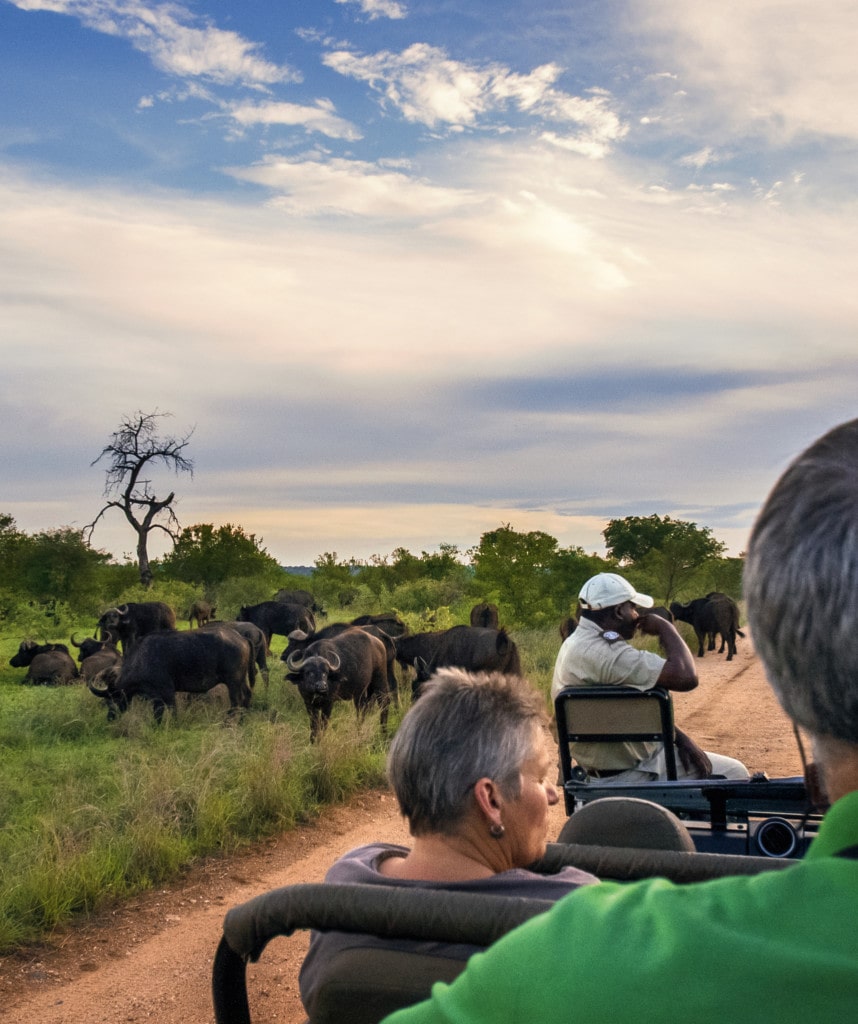 Highlight Timbavati Safari Game Drives