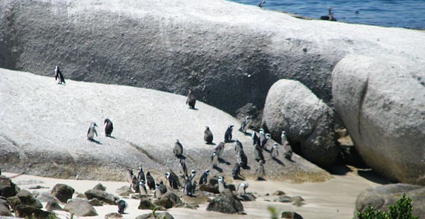 Pinguine Südafrika Simons Town