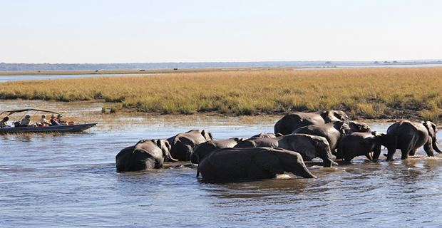 Elefanten im Chobe River