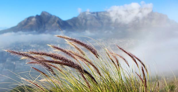 2_Elefant-Tours_Tafelberg