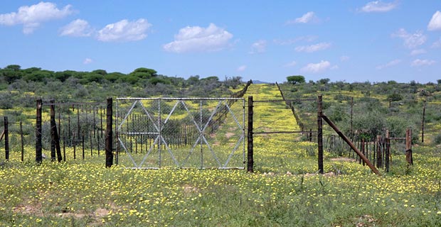 Es regnet in Namibia