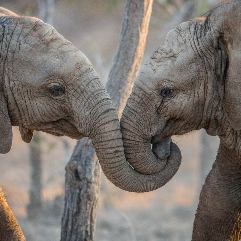 Timbavati Safari Simbavati River Lodge Elefanten