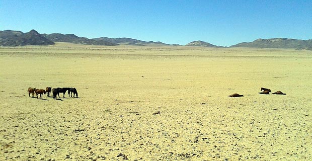 Wo kann man Wildpferde sehen Namibia