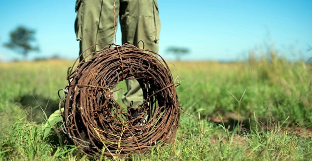 Naturschutz und Coronavirus Zusammenhang