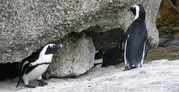 Sehenswert Pinguine Simons Town
