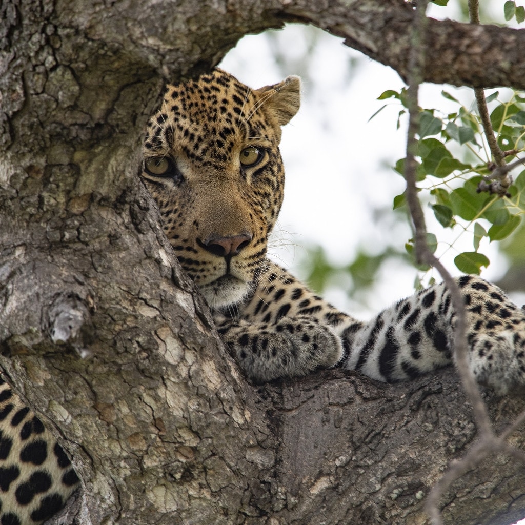 Timbavati Safari Simbavati River Lodge Leopard