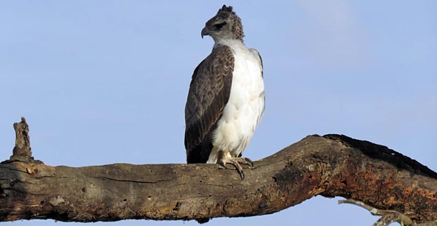 Wann ist die beste Reisezeit für Kenia Safari