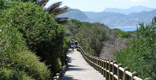 Pinguine Highlight Südafrika Reise