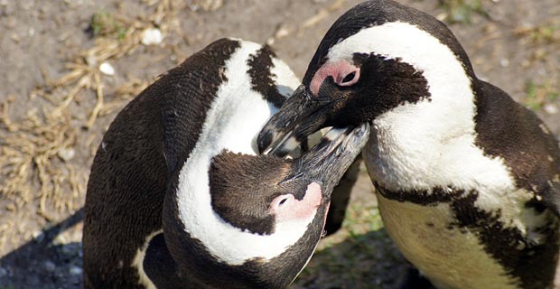 Pinguine Südafrika Rundreise