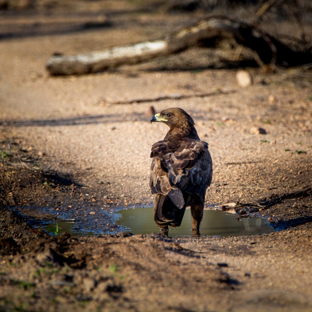 Timbavati Safari Greifvogel