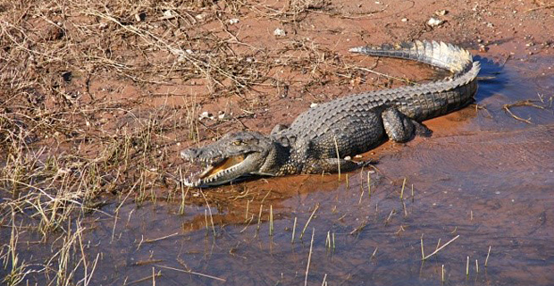 Krokodil Flussufer