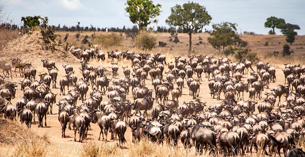 Wann zur Great Migration nach Kenia