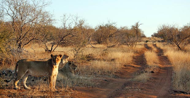 Warum Südafrika Safari