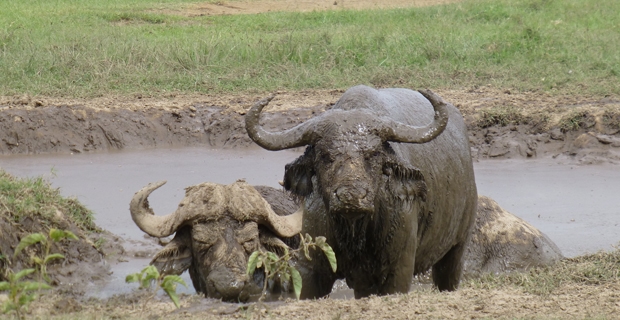 9_gb_Nakuru