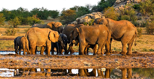Bild-12-Elefanten-bei-Dolomite-camp