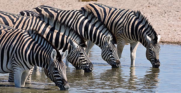 Bild-14-Zebras-am-Wasserloch